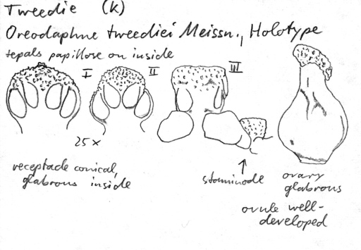 Vorschaubild Oreodaphne tweediei Meisn.